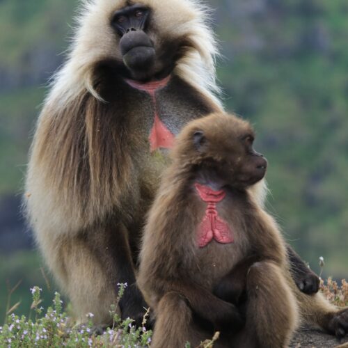 red heart of Gelada Baboon Simien Mountains Ethiopia