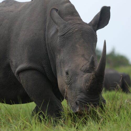 close up white rhino at ZIWA