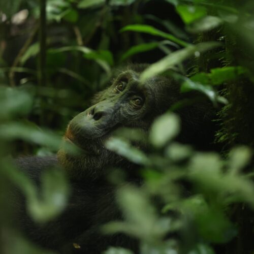 chimpanzee hidden in forest