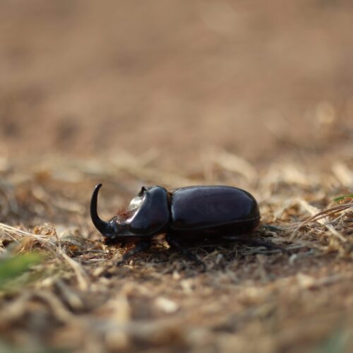 rhino beetles